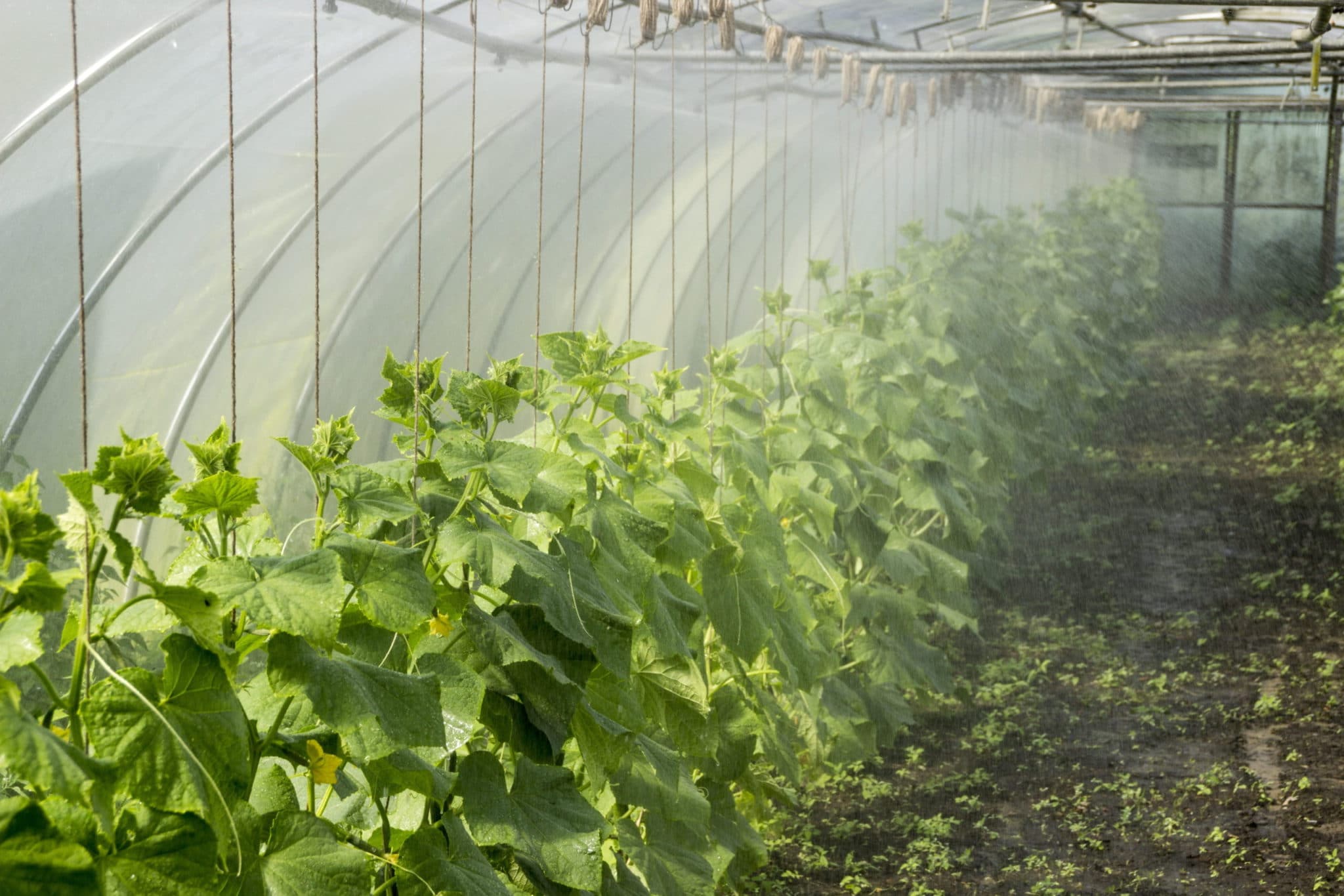 Jak uprawiać warzywa w tunelu przez cały rok | KrosAgro