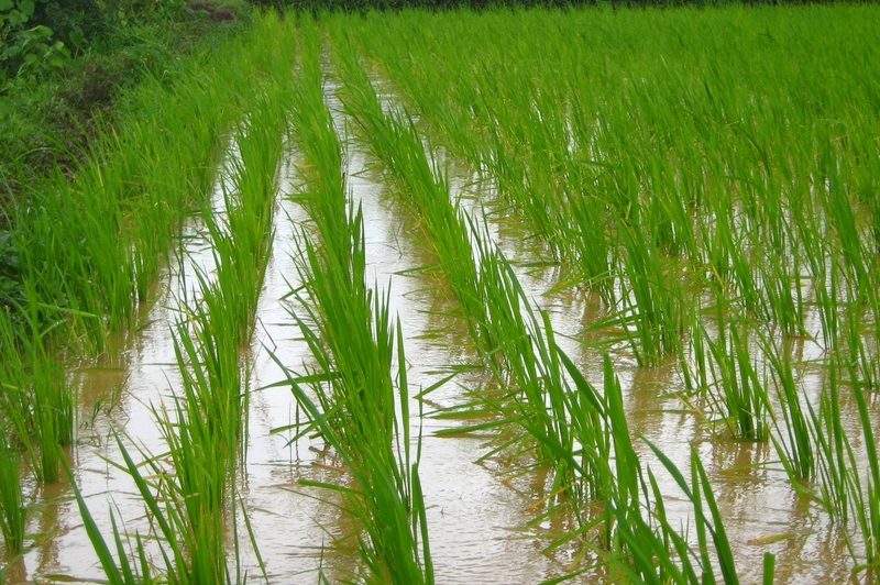 Jak uprościć uprawę ryżu w hydroponice | Porady od KrosAgro 1