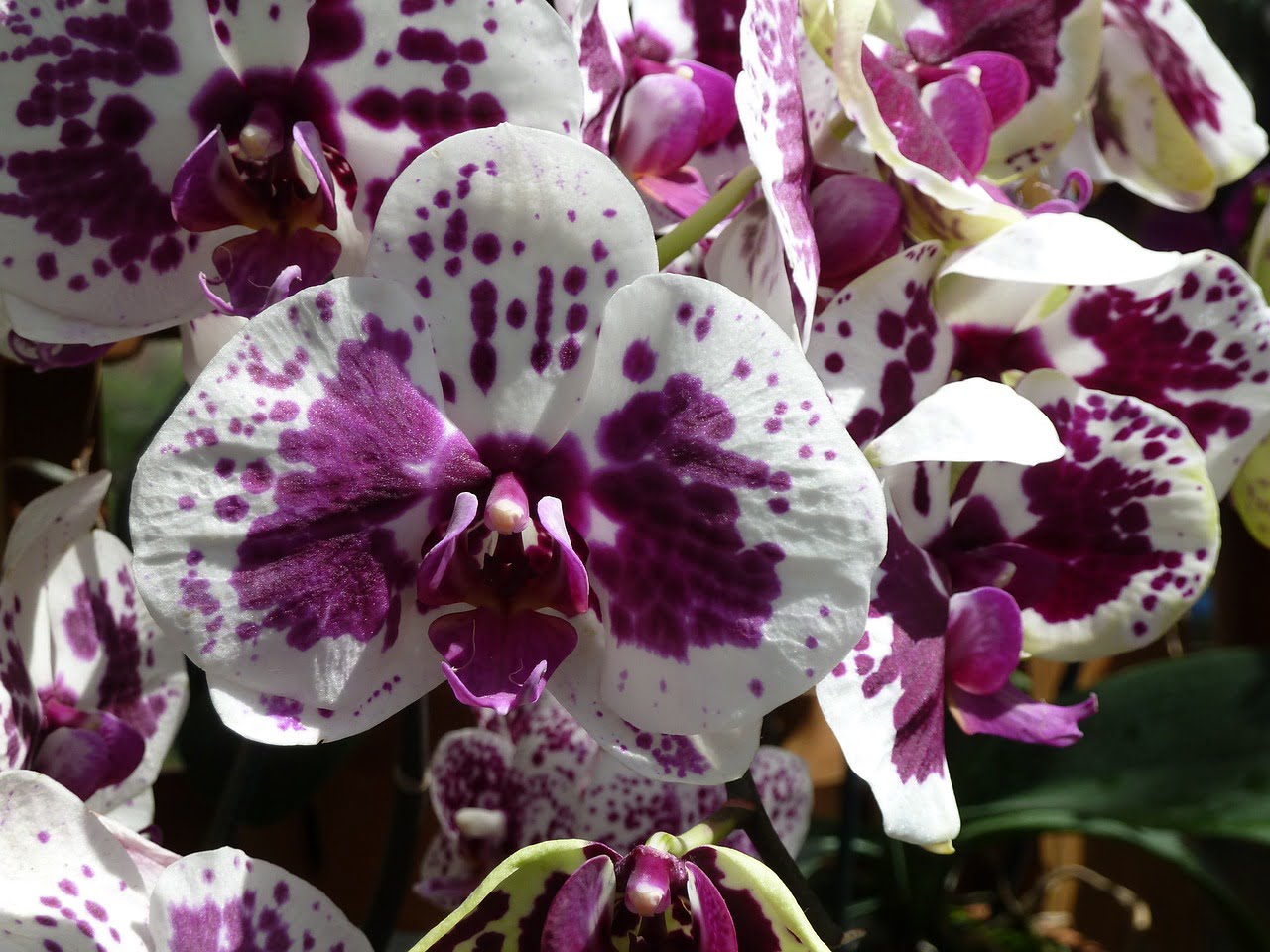 Jak uratować nadmiernie nawodnioną orchideę | KrosAgro