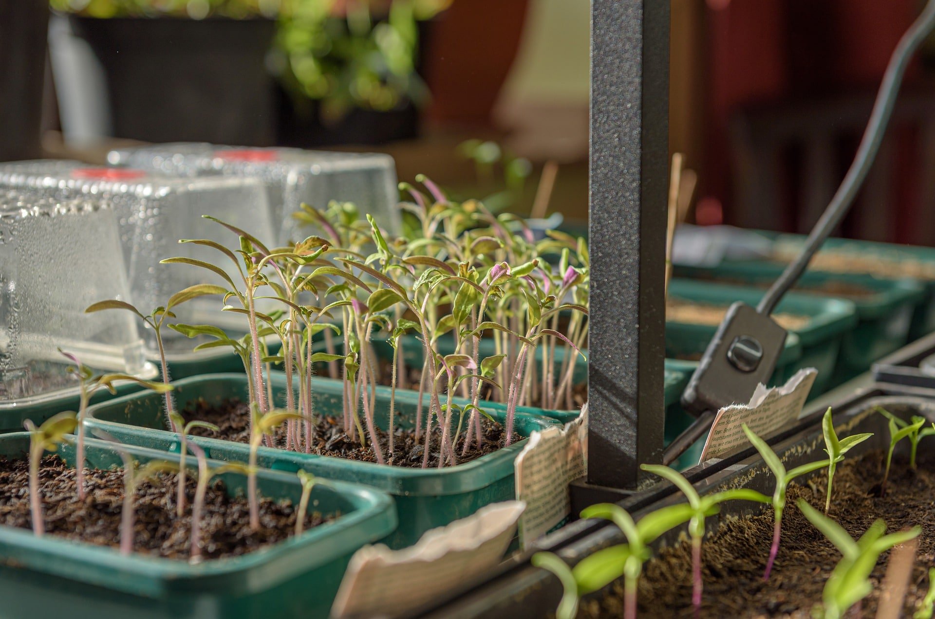 Jak utrzymywać ciepło roślin w mini szklarni| KrosAgro