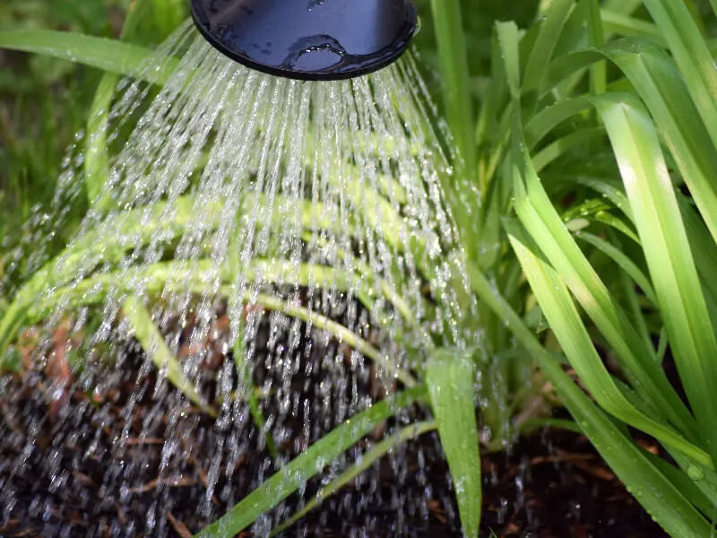 Jak zakwasić wodę dla swoich roślin?