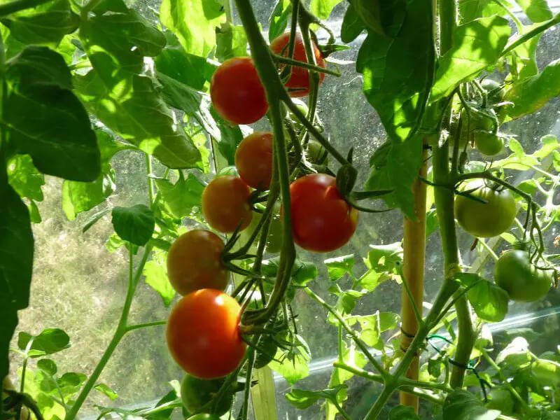 Kiedy rozpocząć uprawę pomidorów w tunelu foliowym? 1