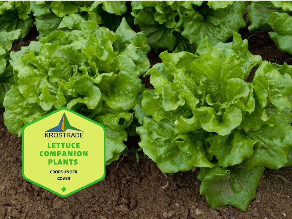 Kopfsalat-Begleitpflanzen | Wie man Salat anbaut 1