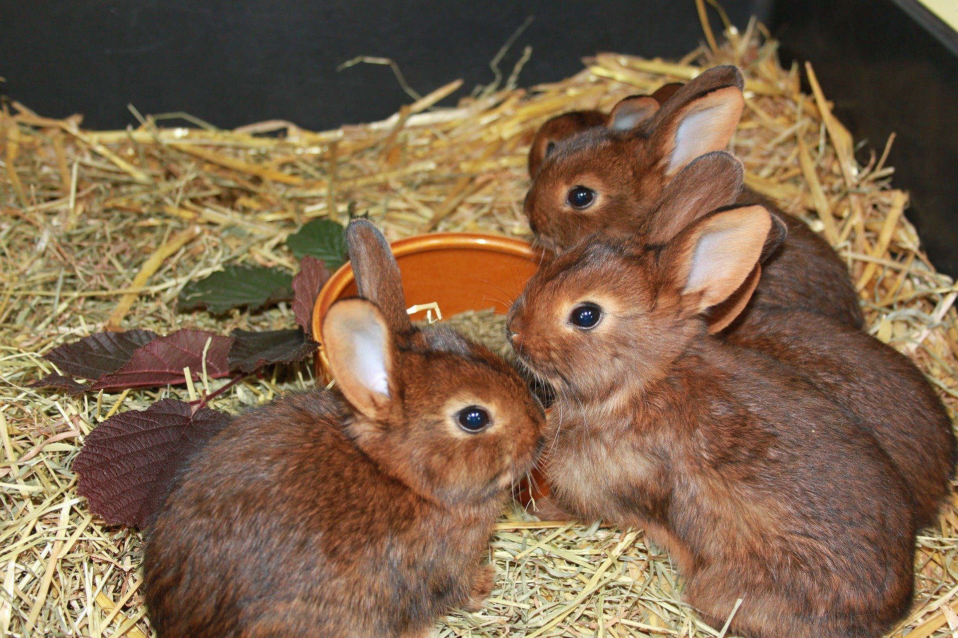 Limite d'âge de reproduction des lapins: conseils à retenir 2