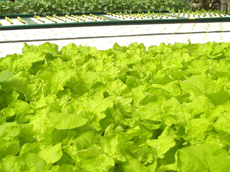 Pflanzen erfolgreich anbauen: Wann man in Deutschland Salat pflanzt 1