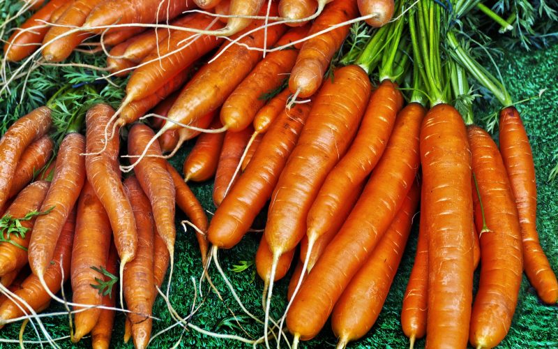 Quand planter des carottes en France. Guide Krostrade 1