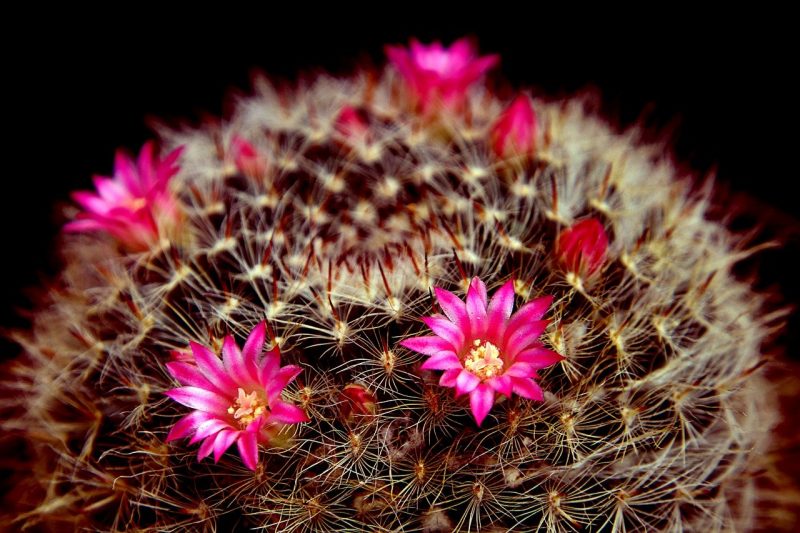 So entfernen Sie gefälschte Blumen aus einem Kaktus, ohne die Pflanze zu beschädigen