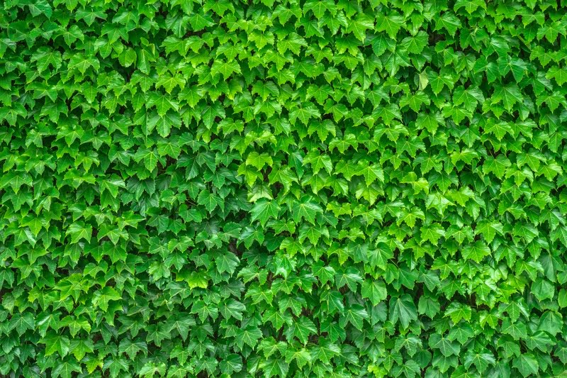 So transplantieren Sie Ivy Ground Cover in 2 einfachen Schritten 1