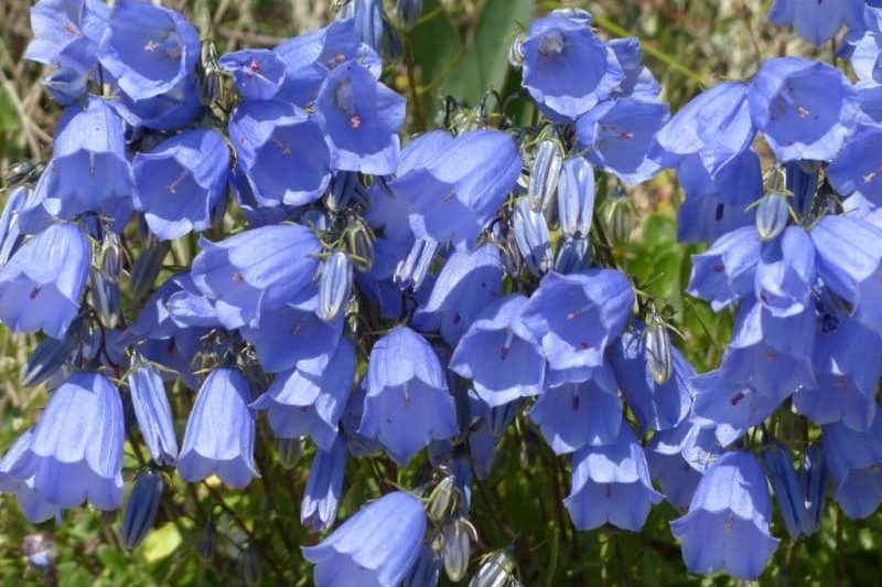 So züchten Sie Glockenblumenpflanzen: 7 Surefire-Tipps 1
