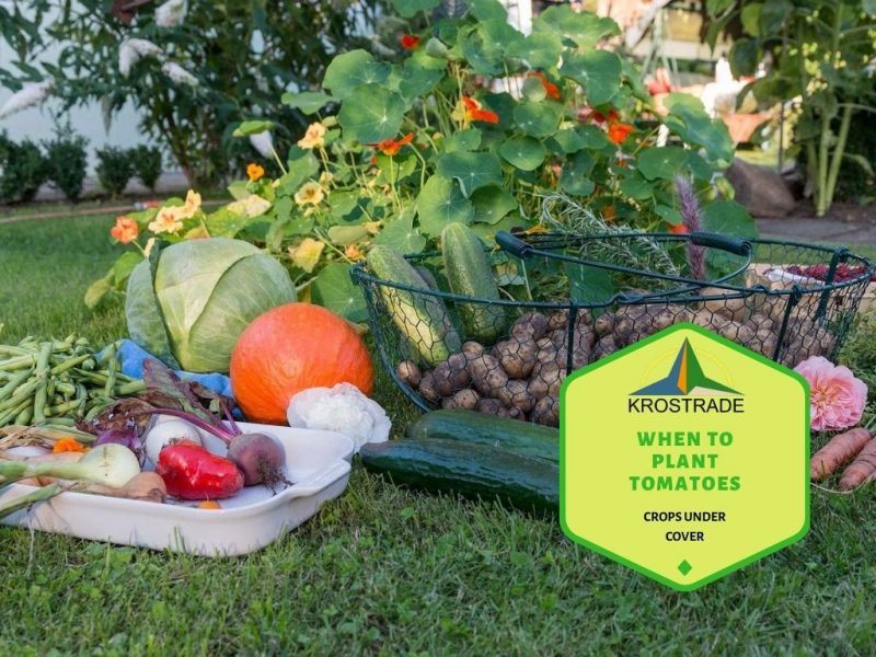 Top 8 des meilleurs légumes à cultiver sous tunnel en France 2