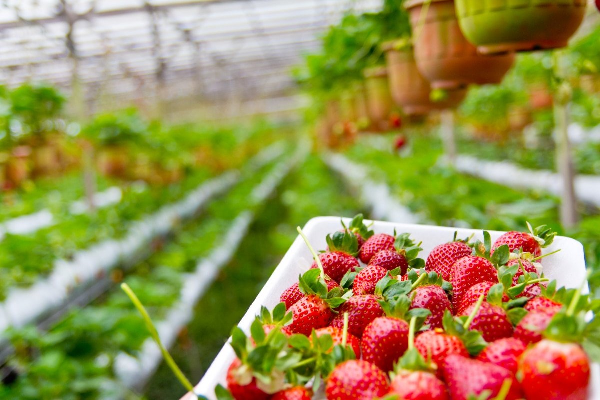 Wann man Erdbeeren in Deutschland für den Erfolg pflanzt 2