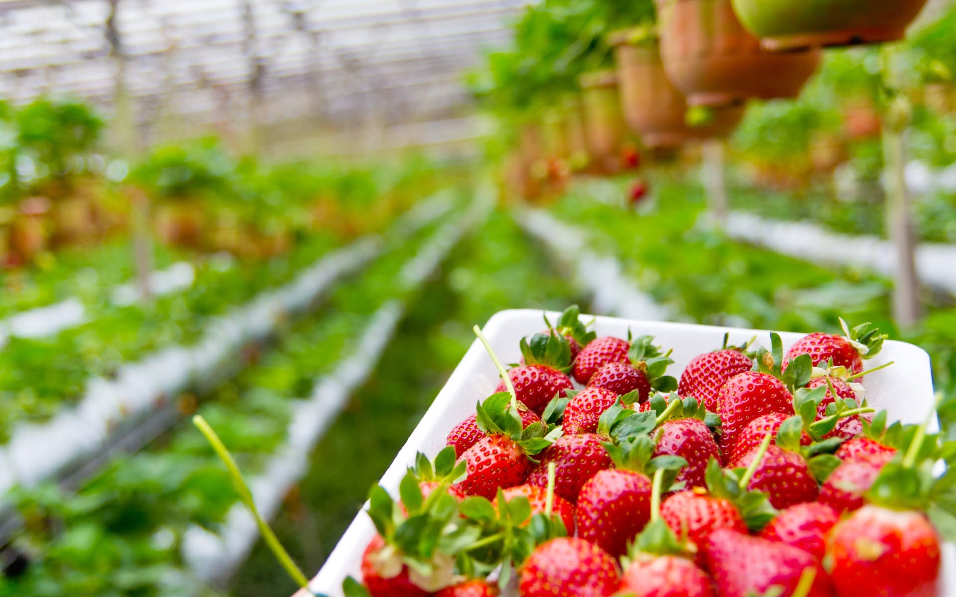 Wann man Erdbeeren in Deutschland für den Erfolg pflanzt 1