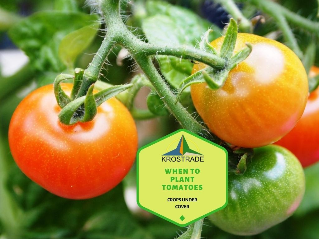 Wann man Tomaten in Deutschland pflanzt 1