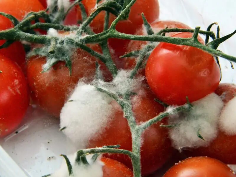 Wann werden Tomaten schlecht? 4 Anzeichen, auf die man achten sollte