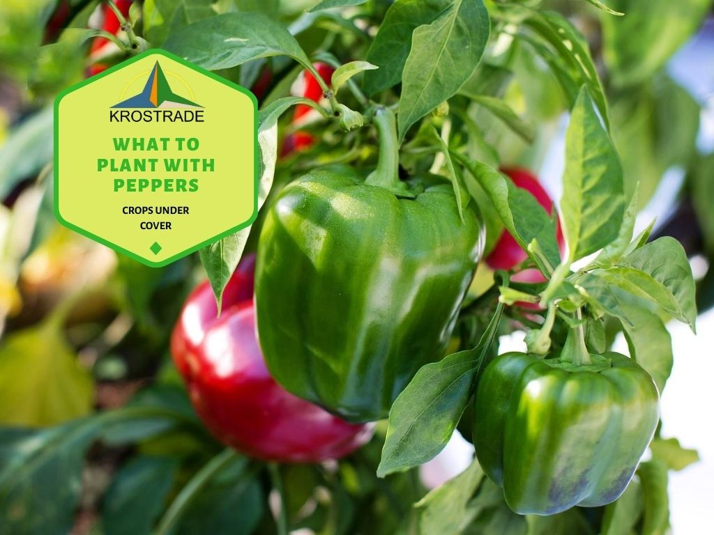 Was mit Paprika zu pflanzen | Pfeffer pflanzen 101 1