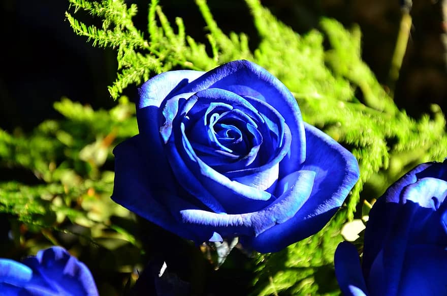 Wie man blaue Rosen züchtet 1