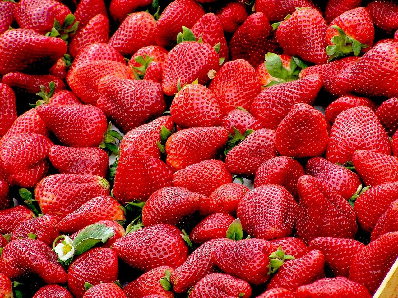 Wie man Erdbeeren vertikal in Röhren züchtet 1