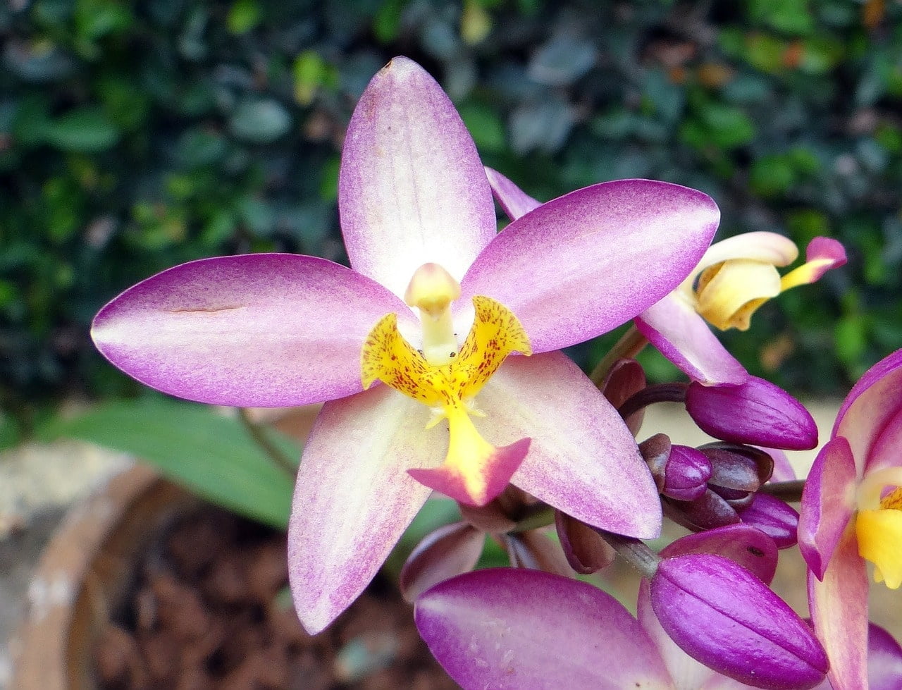 Wie man gemahlene Orchideen pflanzt. 2 einfache Schritte 1