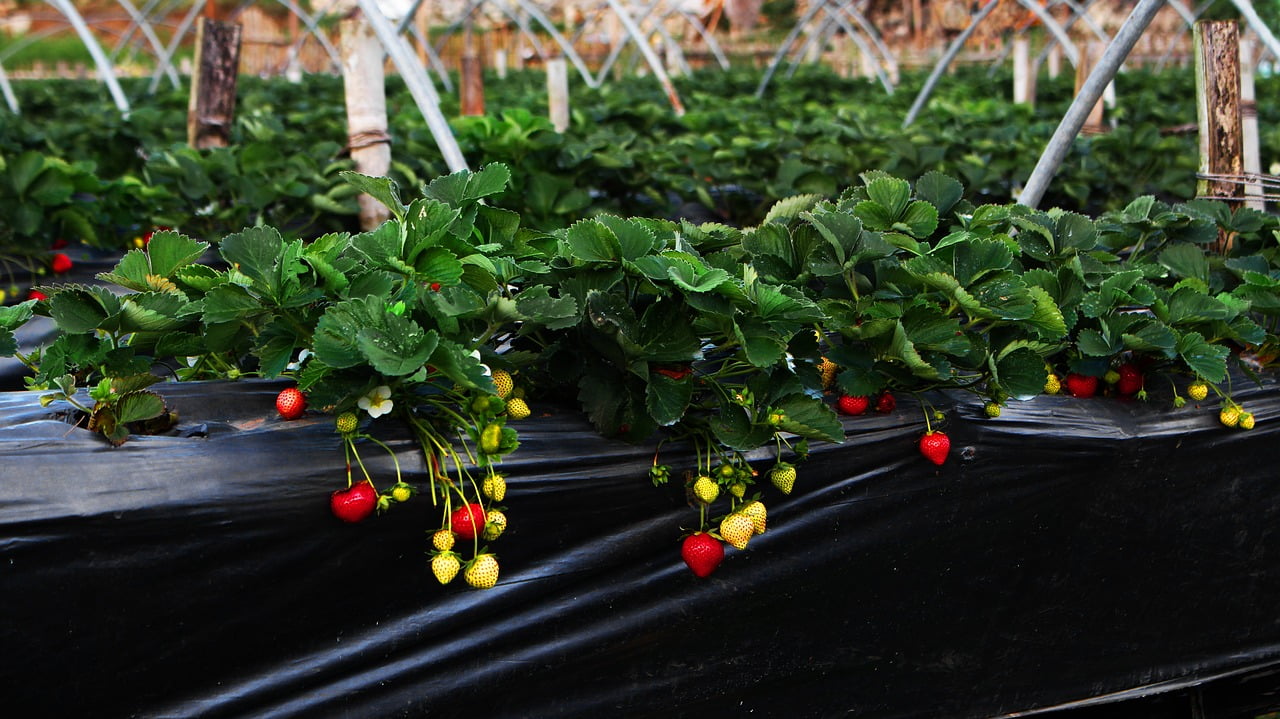Wie man Hydroponische Erdbeeren anbaut 1