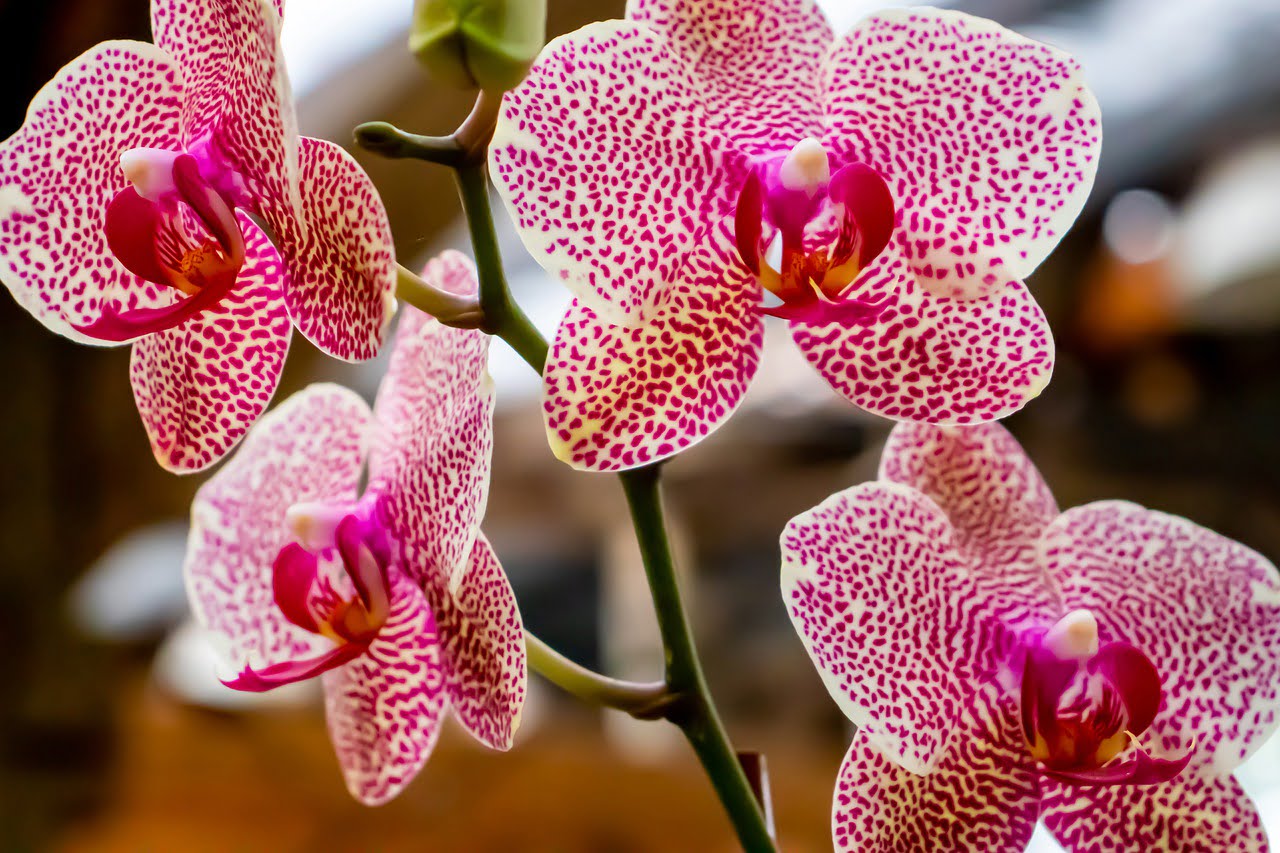 Wie man Orchideen erfolgreich kreuzt 1