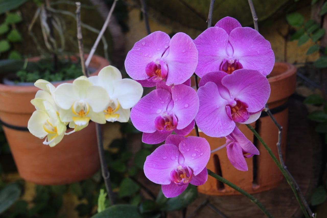 Wie man Orchideen in Moos gießt 1