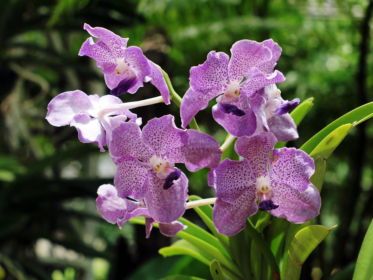 Wie man Orchideen züchtet. Die 3 besten Wege 1