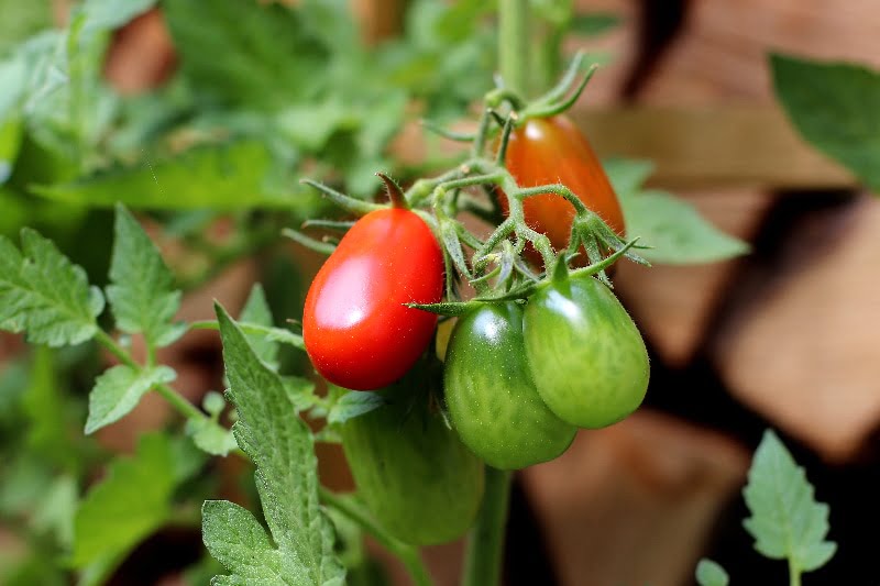 Wie man Tomaten kommerziell für den Erfolg anbaut 1