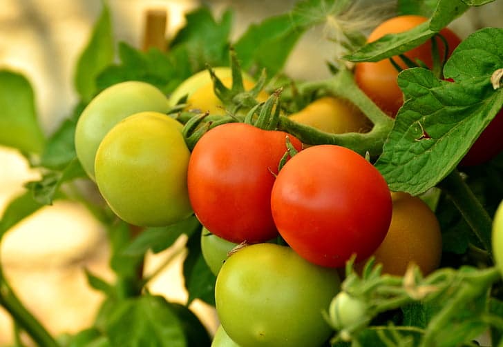 Wie man Tomaten züchtet. 5 Nützliche Tipps 1