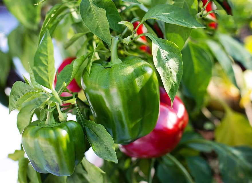 Wie viele Paprika pro Pflanze können produziert werden? 1