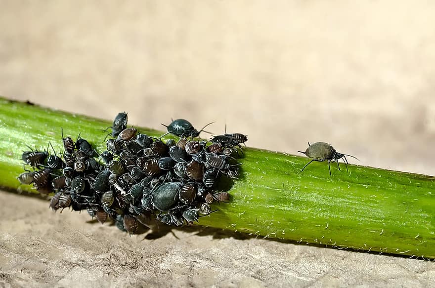 10 consejos: cómo mantener los insectos pequeños fuera de su invernadero 1