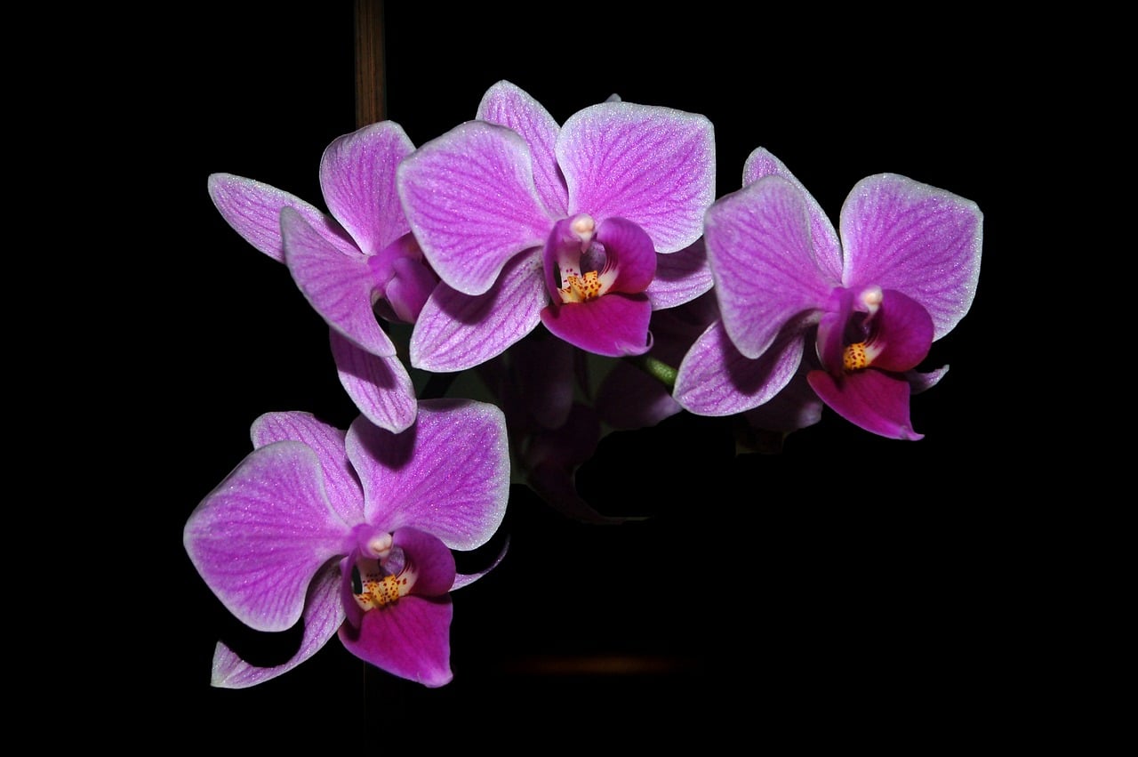 3 bonnes façons de propager des orchidées. Guide Krostrade 1