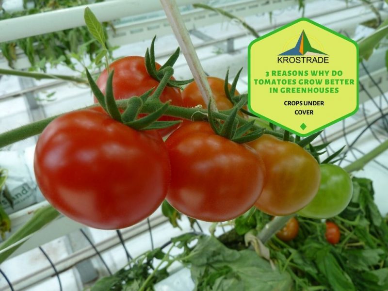 3 razones por las que los tomates crecen mejor en invernaderos 1