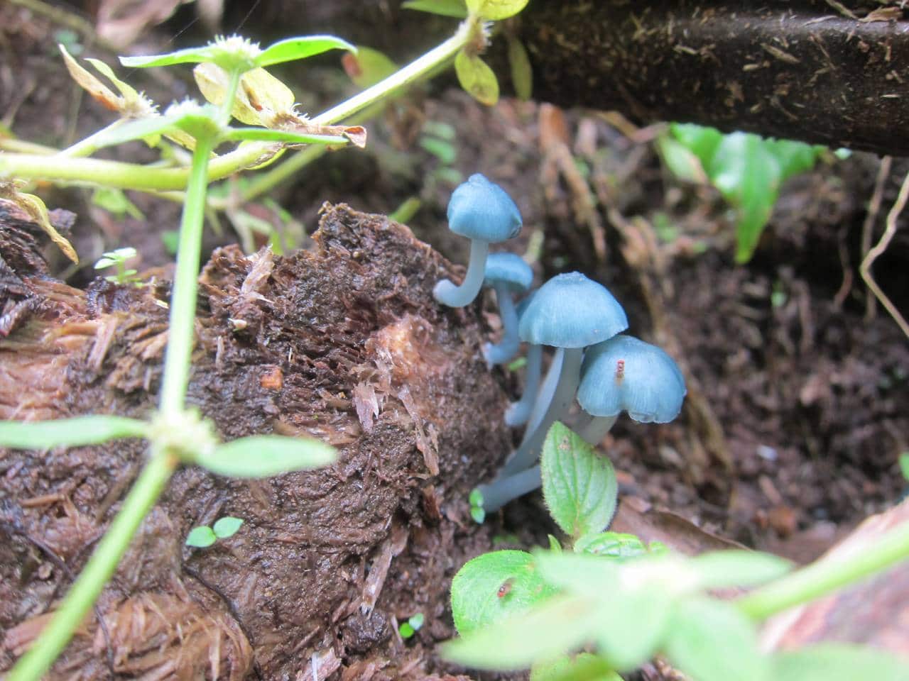 4 façons de créer de l'humidité sous serre pour champignons 1