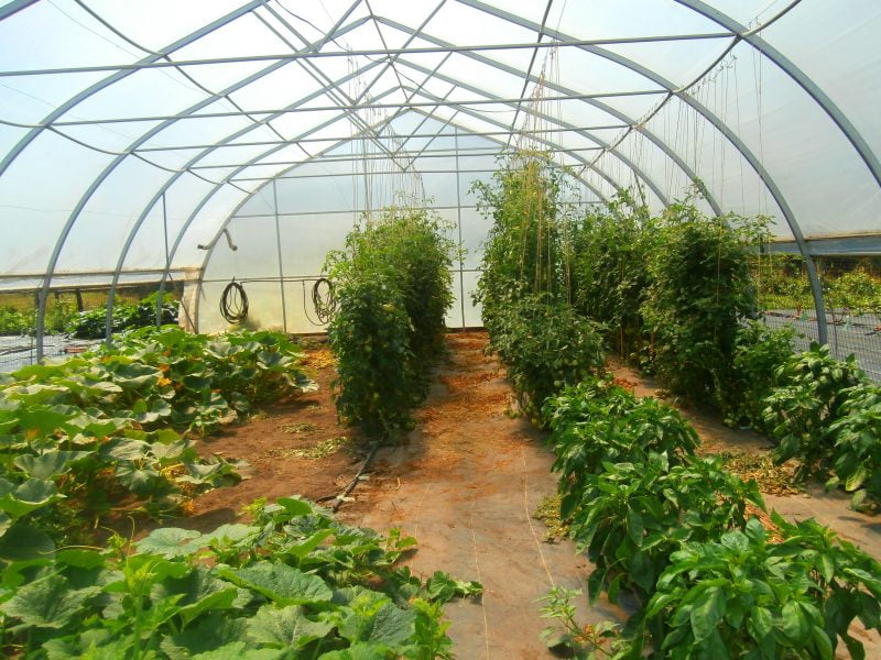 A qué temperatura comenzar a plantar en un invernadero 1