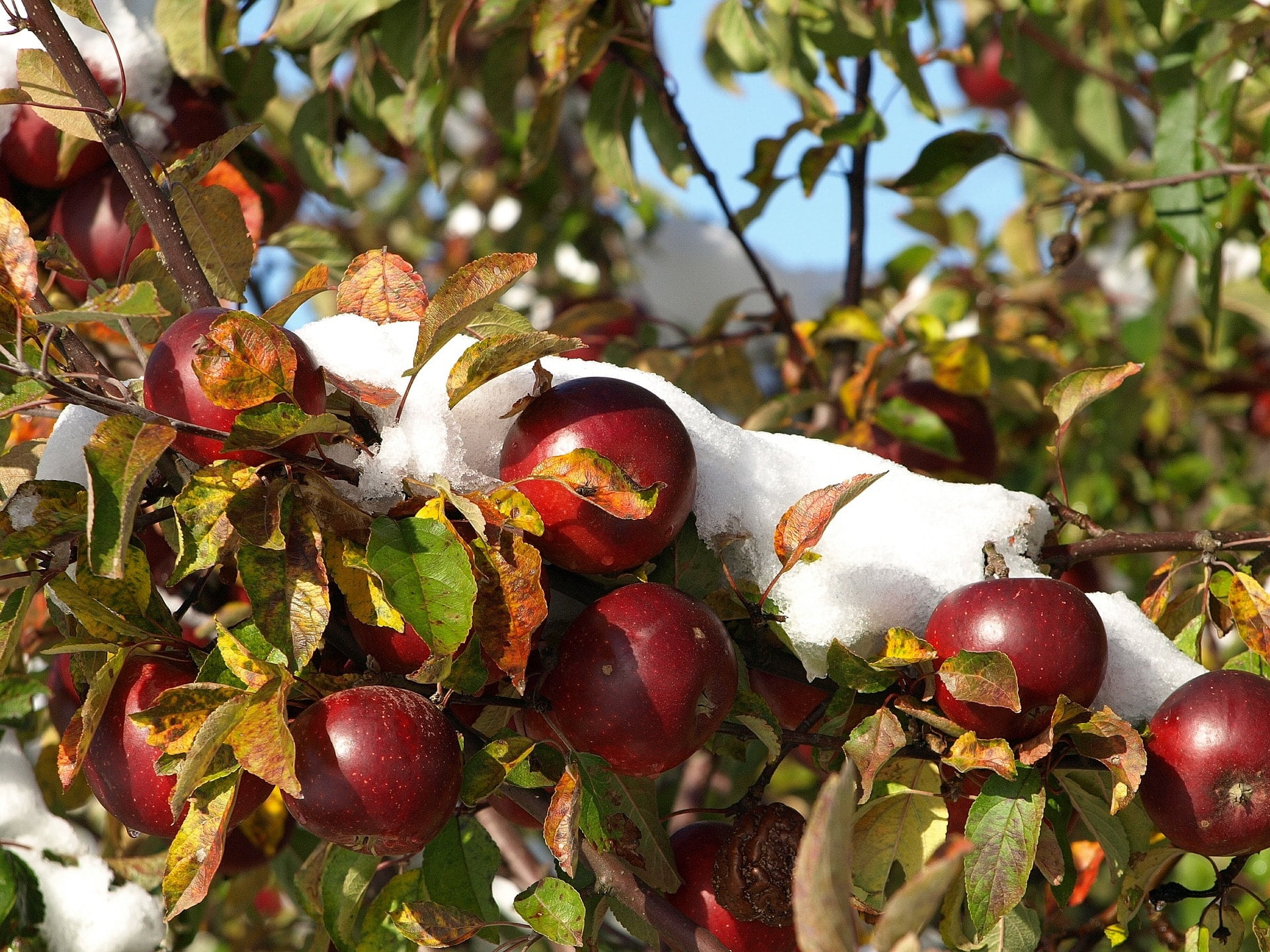 Árboles frutales que crecen en España