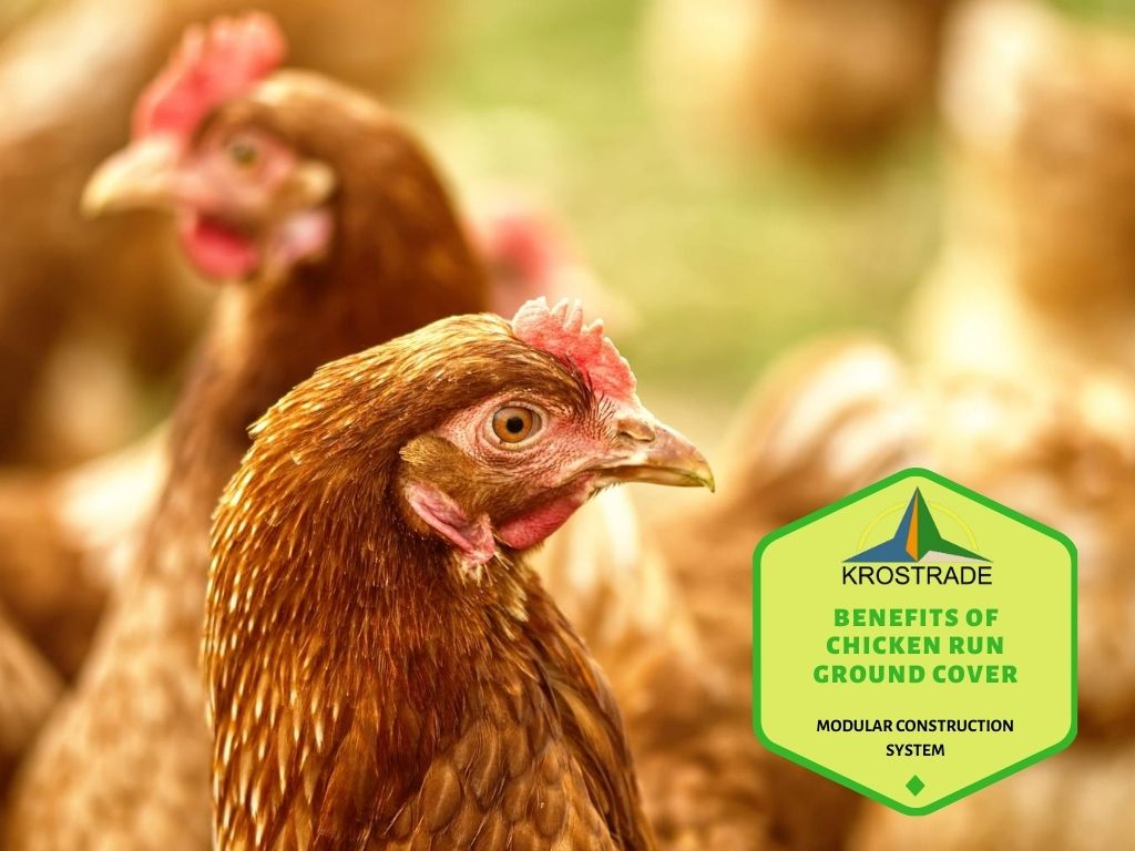 Beneficios de la cubierta vegetal Chicken Run 1
