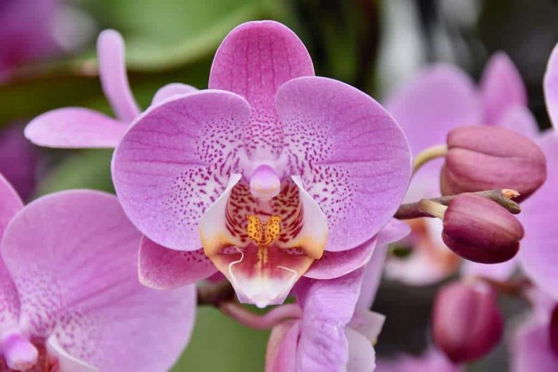 Combien coûtent les orchidées et 2 conseils bénéficiables 1