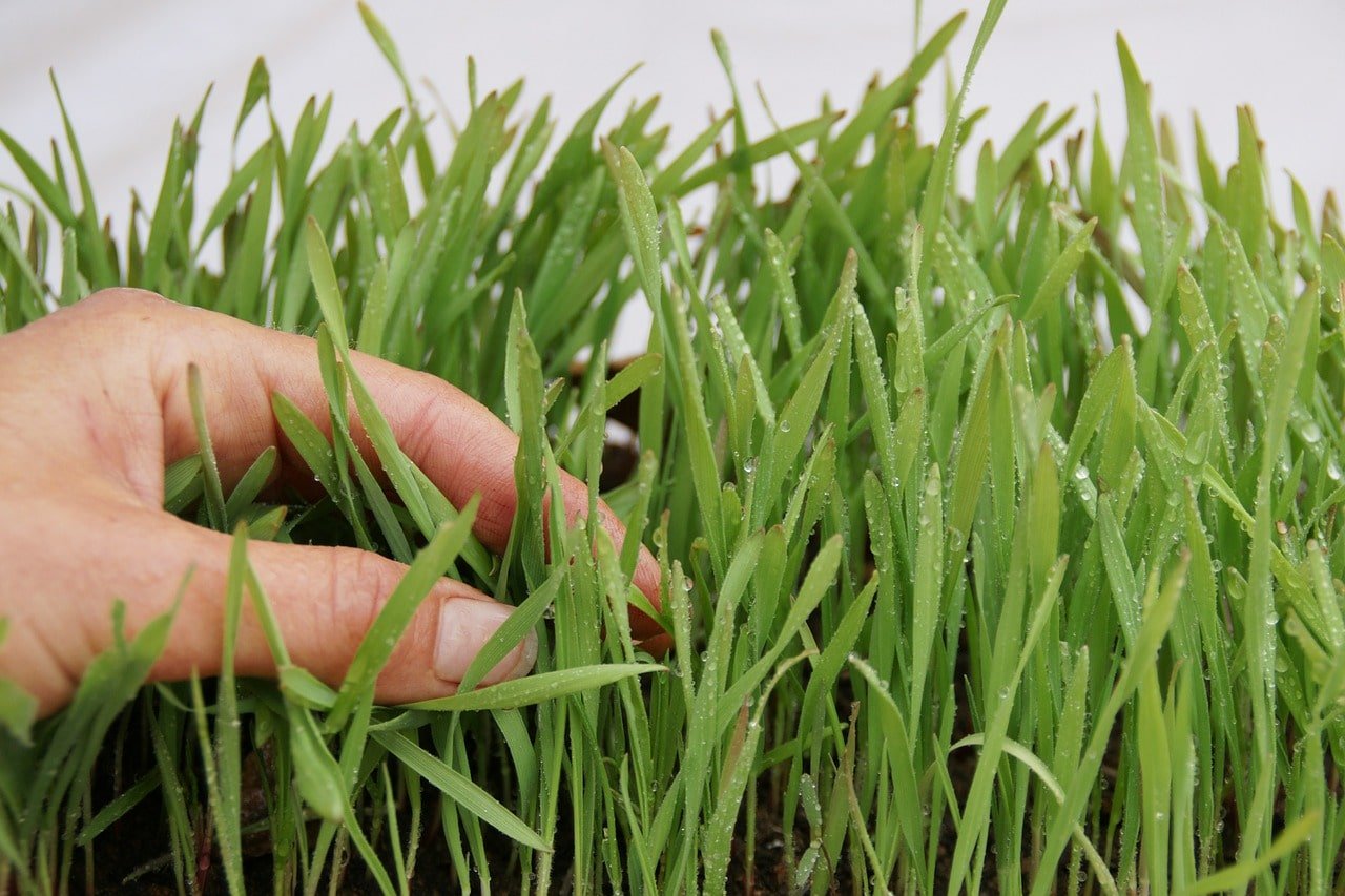 Comment bien cultiver l'herbe de blé en hydroponie 1