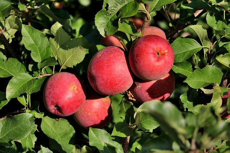 Comment démarrer un verger de pommes. Guide Krostrade 1