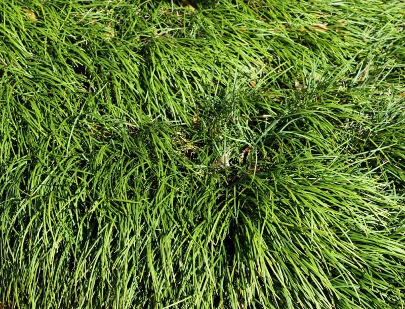 Comment empêcher les herbes ornementales de se propager 1