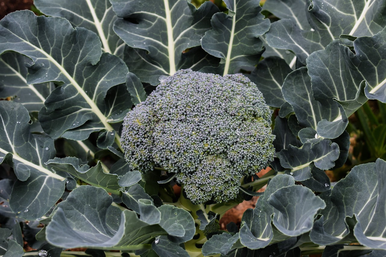 Comment faire pousser du broccolini de la meilleure façon 1