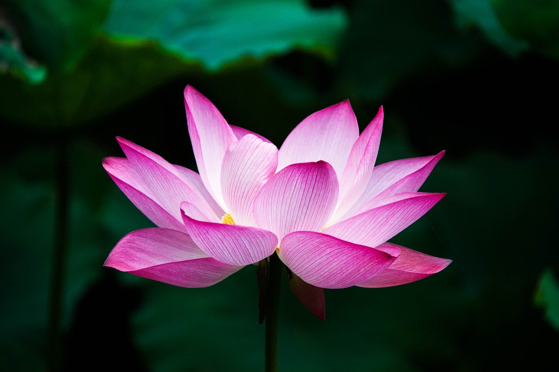 Comment planter des graines de lotus: 5 conseils pratiques
