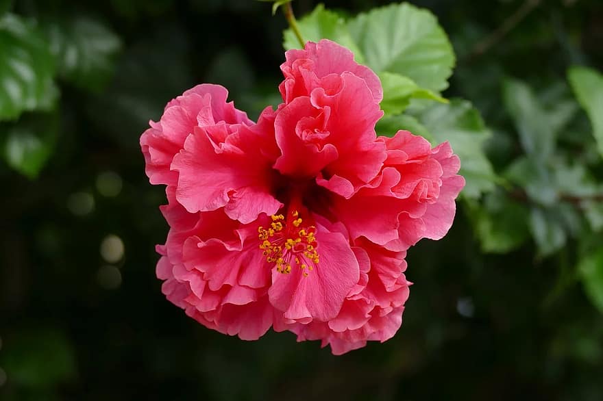 Comment planter des hibiscus au jardin . Guide Krostrade 1