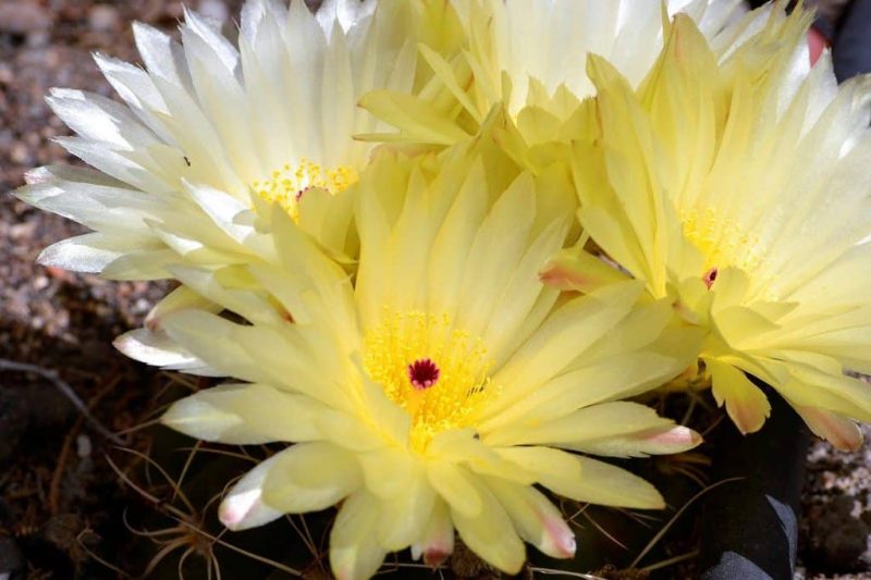 Comment prendre soin d'un cactus de printemps avec succès 1