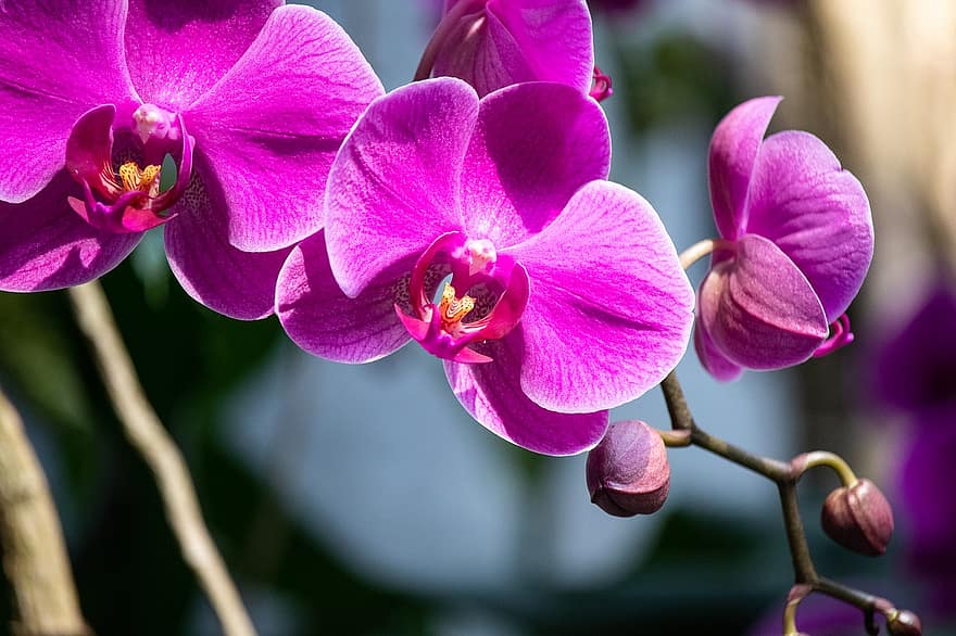 Cómo conseguir varios tallos en una orquídea