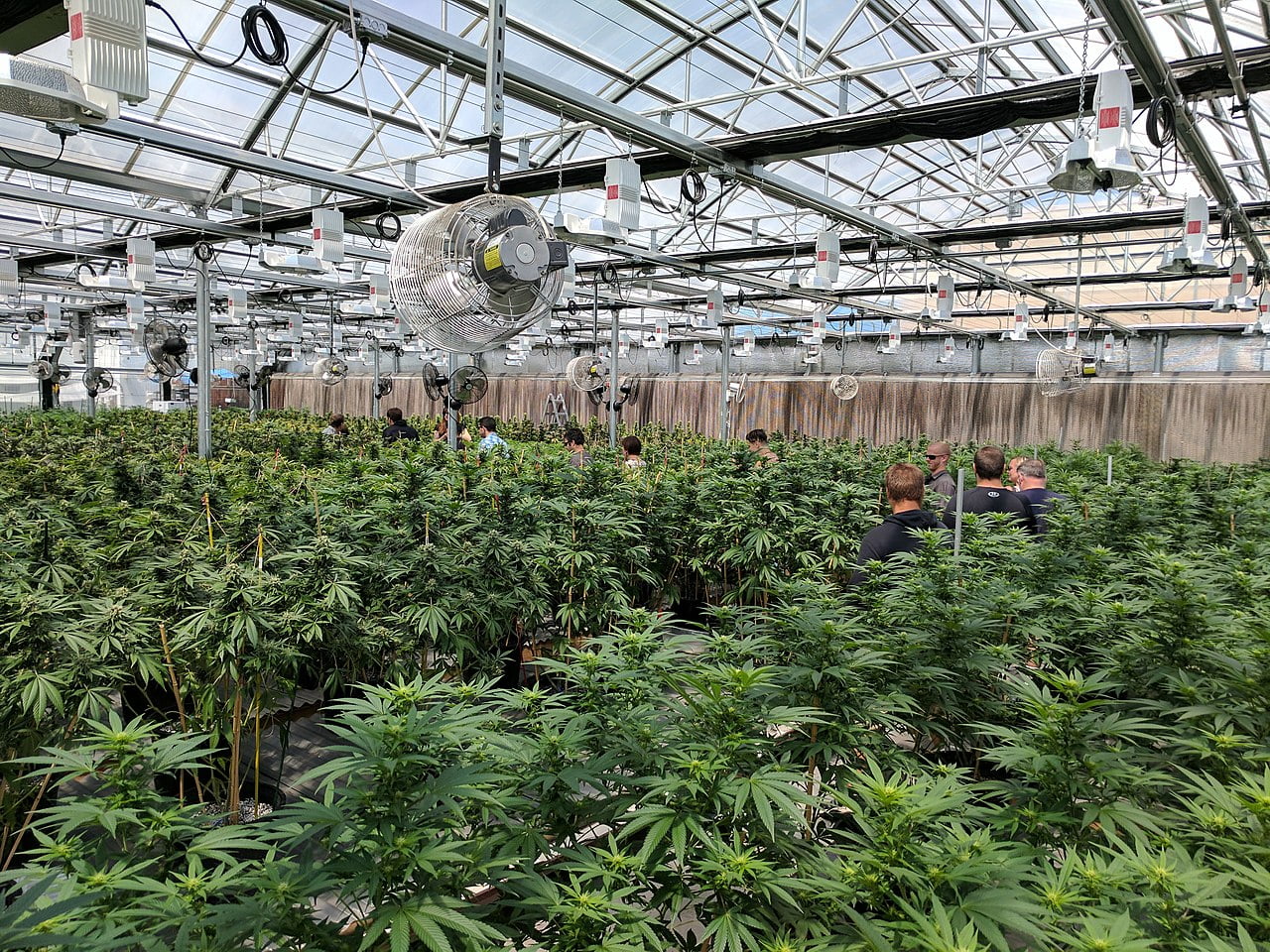 Cómo cultivar cannabis en un invernadero 1