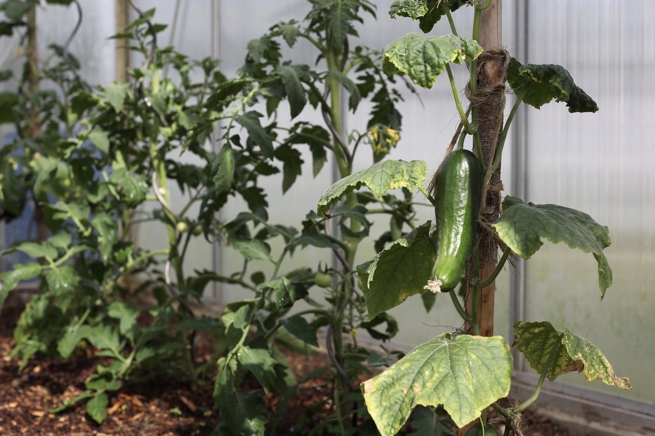 Cómo cultivar pepinos en invernadero 1
