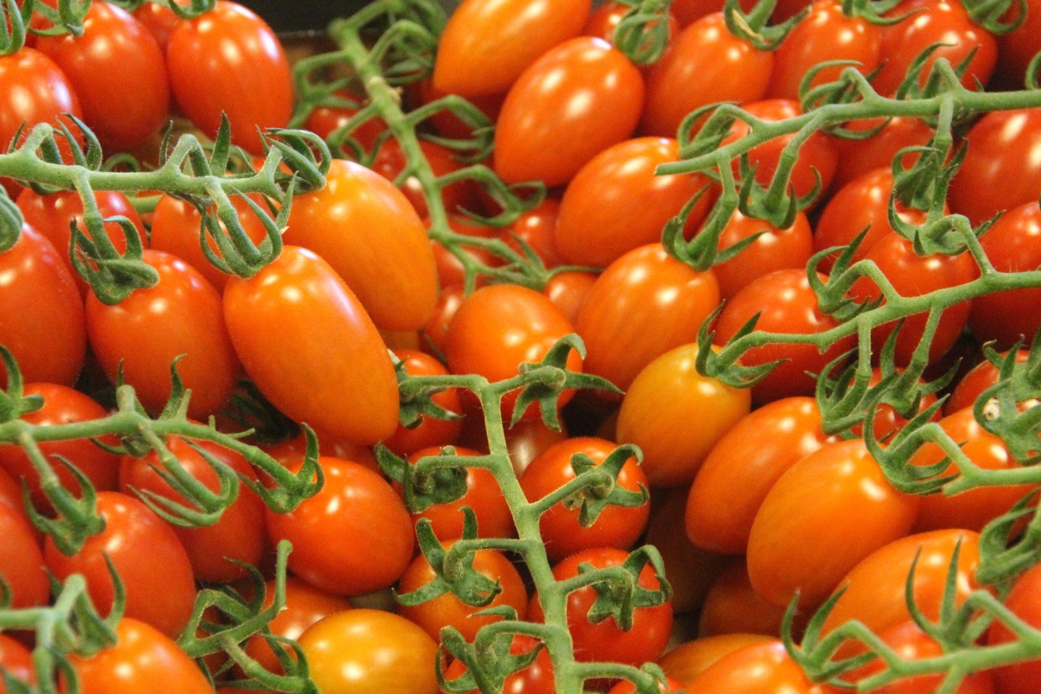 Cómo cultivar tomates en un mini invernadero 1