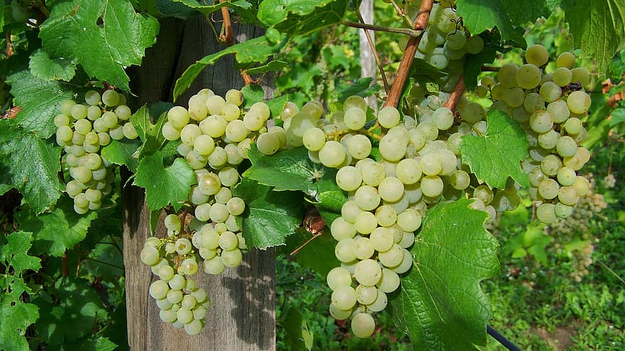 Cómo cultivar uvas en un pequeño invernadero 1