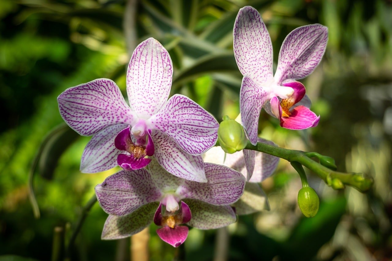 Cómo deshacerse de las escamas en las orquídeas con éxito 1